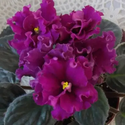 nd-barhatnyy-pion-main-325783