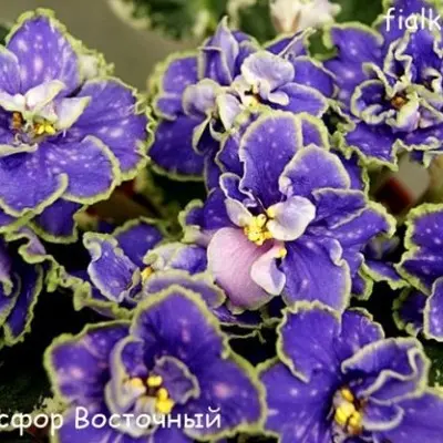 nd-bosfor-vostochnyy-10-323101