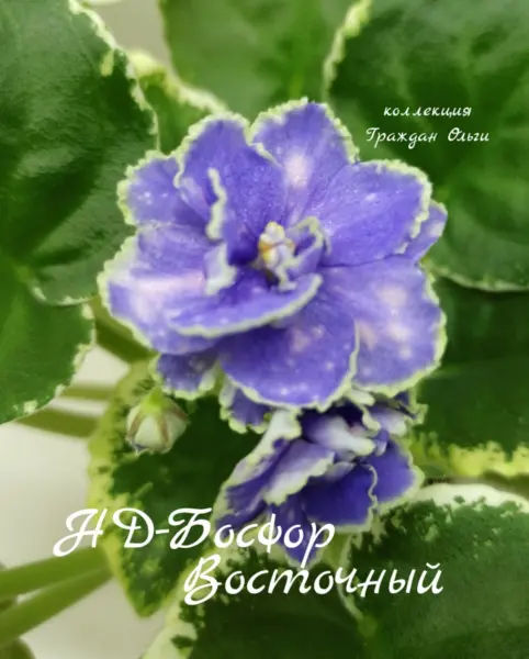 nd-bosfor-vostochnyy-3-323101