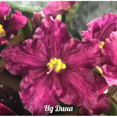 nd-dina-main-320395