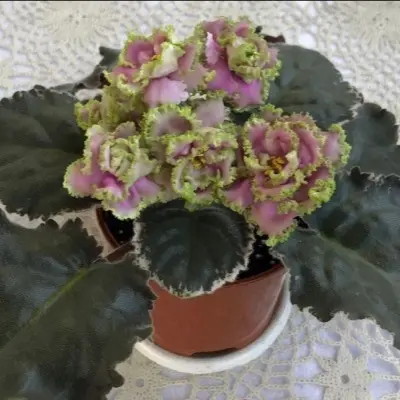 nd-lavanda-4-310961