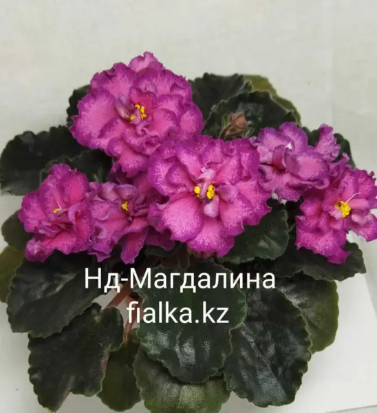 nd-magdalina-1-318265