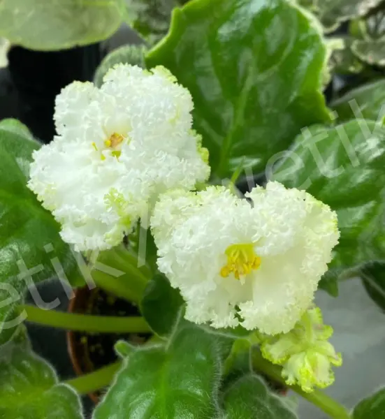 nd-maklyura-1-315569