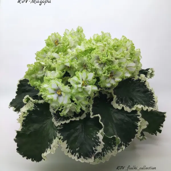 nd-maklyura-3-315569