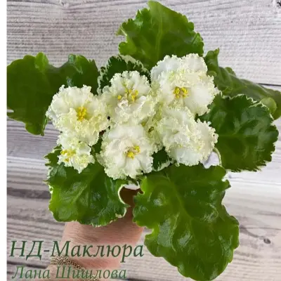 nd-maklyura-5-315569