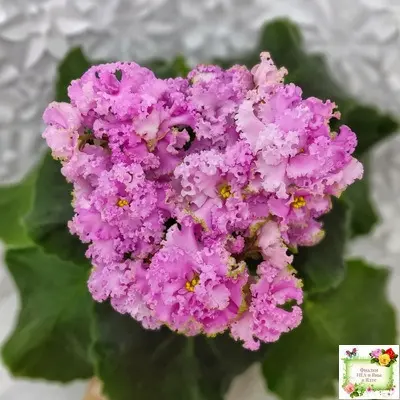 nd-rozovaya-skumpiya-main-329099