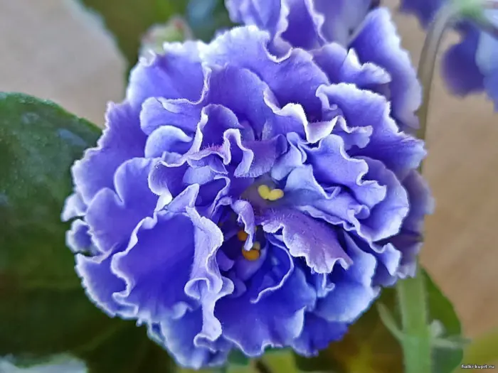 nd-shalfey-1-322883