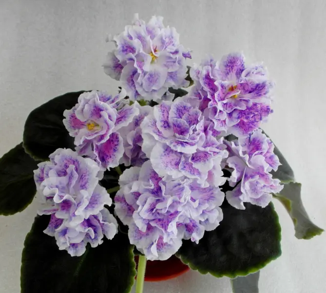 nd-shalfey-2-322883