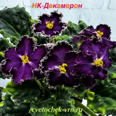 nk-dekameron-2-325693