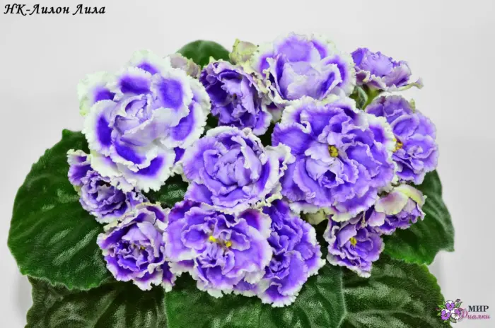 nk-relaks-4-318271