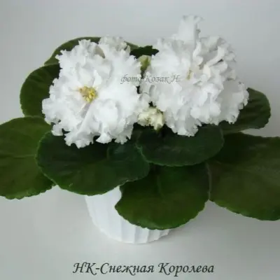 nk-snezhnaya-koroleva-3-310937