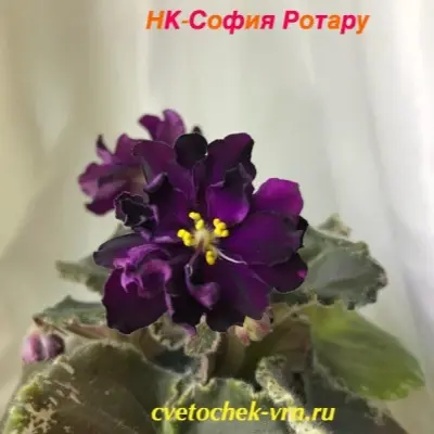 nk-sofiya-rotaru-9-325969