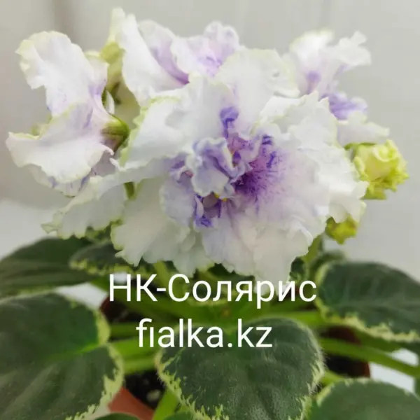 nk-solyaris-2-318601