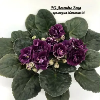 ns-legenda-veka-5-319257