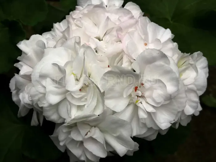 och-madperl-vayt-madpearl-white-2-341551