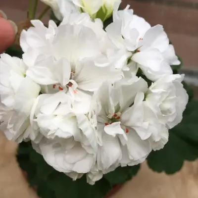 och-madperl-vayt-madpearl-white-3-341551