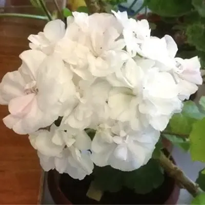 och-madperl-vayt-madpearl-white-4-341551