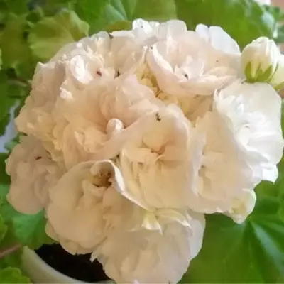 och-madperl-vayt-madpearl-white-5-341551