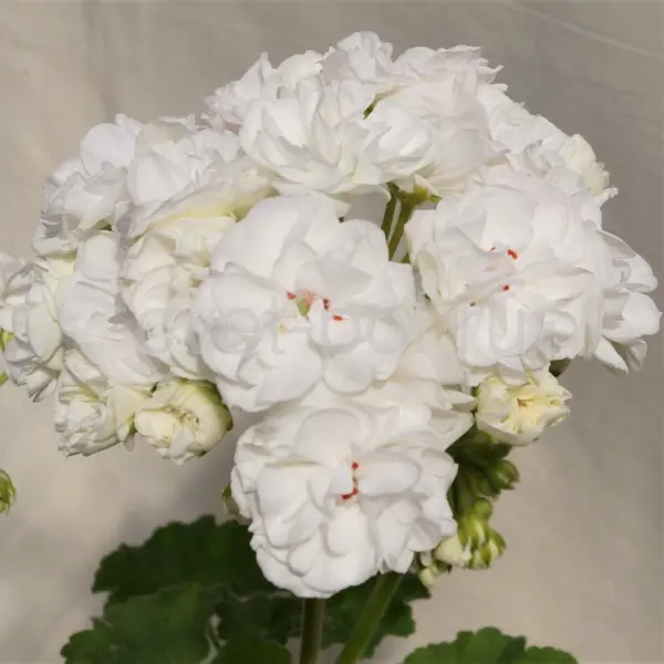 och-madperl-vayt-madpearl-white-main-341551