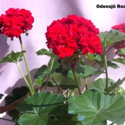 odensio-rodluvan-6-339247