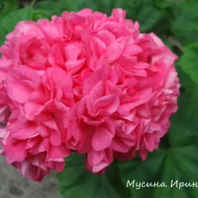 odensio-simfoniya-5-334522