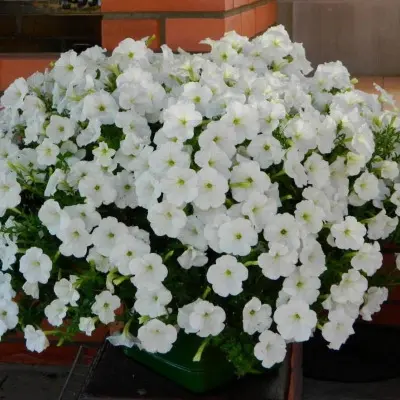 opera-belaya-6-343897