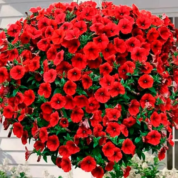 opera-krasnaya-1-342664