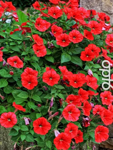 opera-suprim-red-2-343455