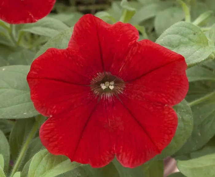 opera-suprim-red-4-343455