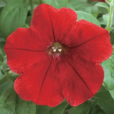 opera-suprim-red-6-343455