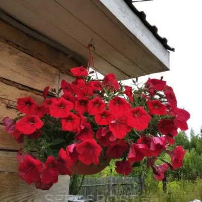 opera-suprim-red-main-343455