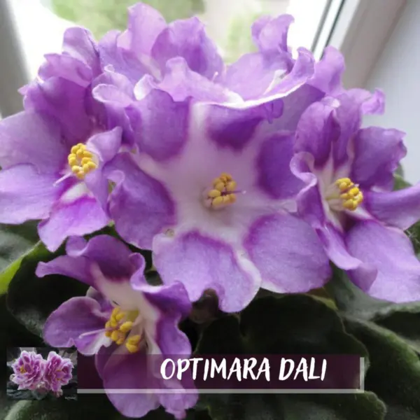 optimara-dali-3-313232