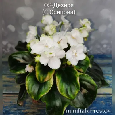 os-dezire-5-325763