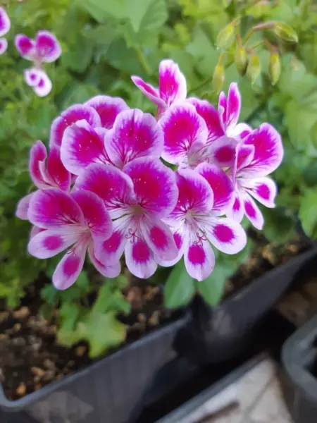 pac-angeleyes-viola-1-340121