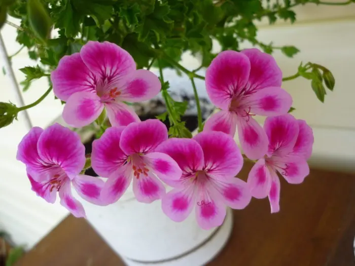 pac-angeleyes-viola-2-340121