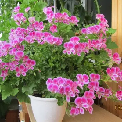 pac-angeleyes-viola-5-340121