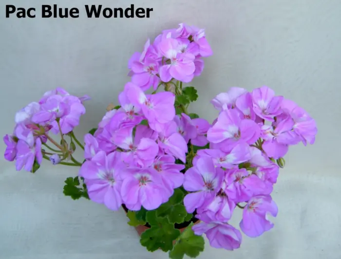 pac-blue-wonder-1-335754