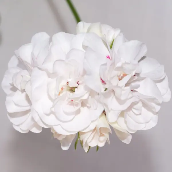 pac-white-pearl-1-341101