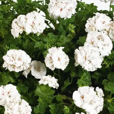 pac-white-pearl-2-341101