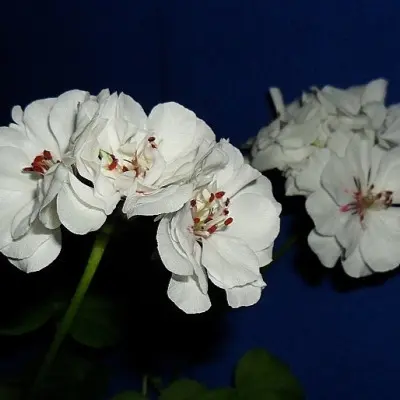 pac-white-pearl-6-341101