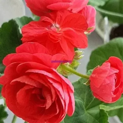 pak-viva-rozita-7-333339