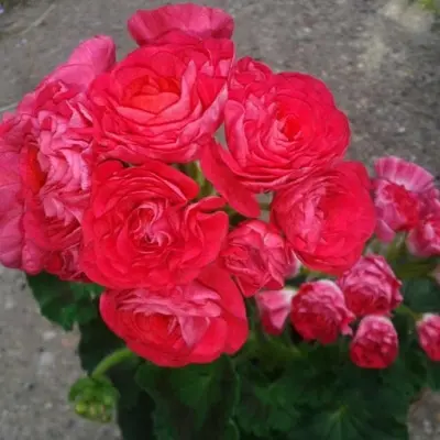 pak-viva-rozita-8-333339