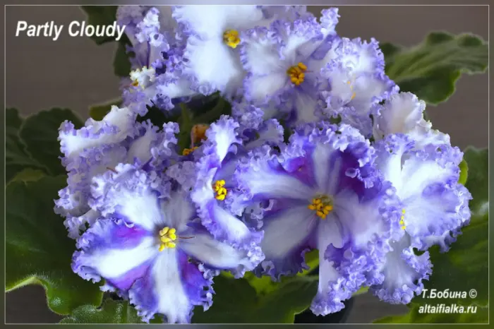 partly-cloudy-3-325939