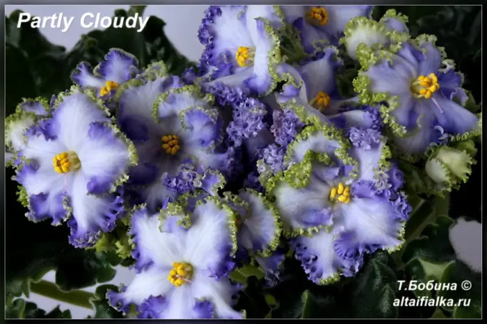 partly-cloudy-4-325939