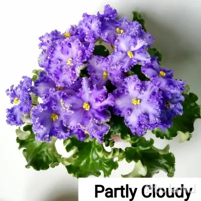partly-cloudy-6-325939