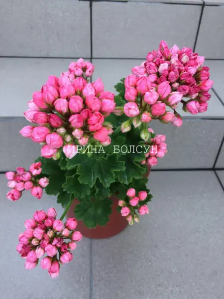 patrisiya-andrea-3-335748