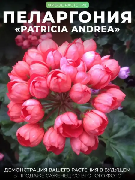 patrisiya-andrea-4-335748
