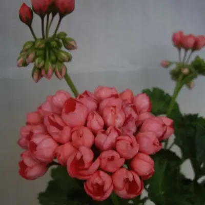 patrisiya-andrea-7-335748
