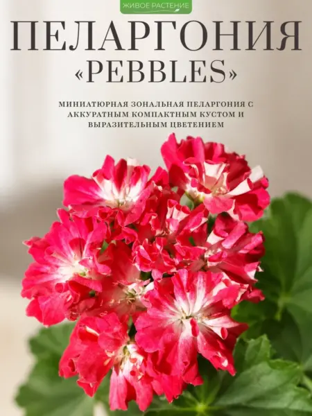 pebbles-pebbles-2-333606