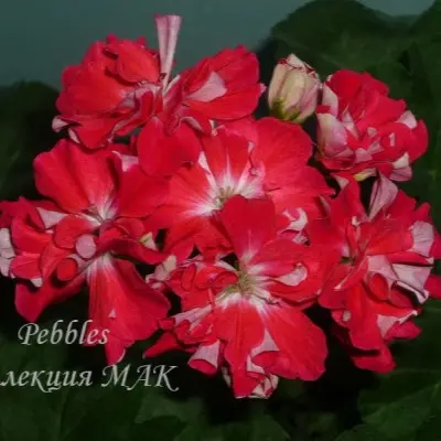 pebbles-pebbles-6-333606
